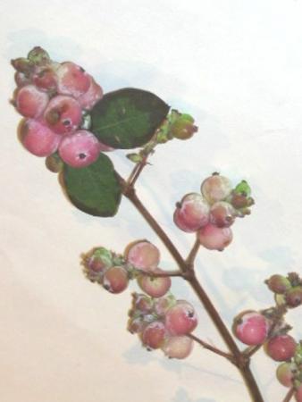 Baie de symphorine rose