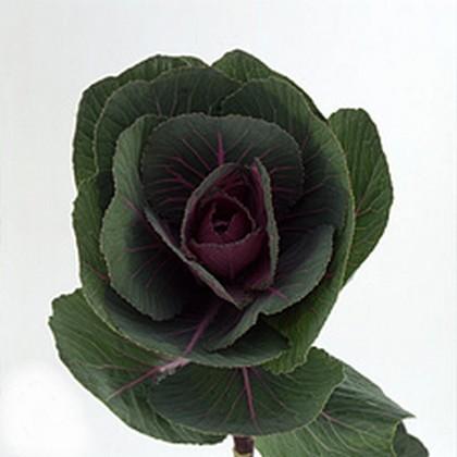 Brassica red crane