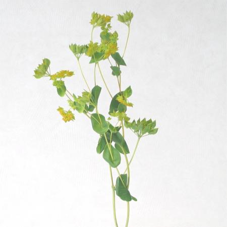 Bupleurum