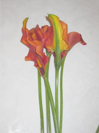 Calla orange