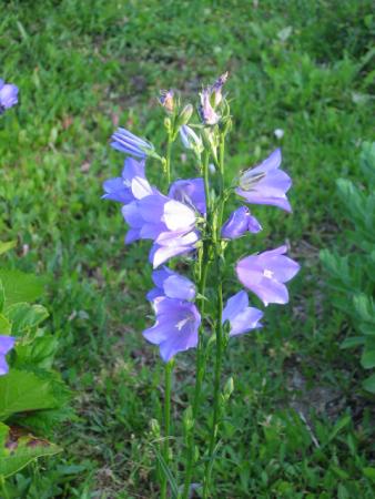 Campanule 1 