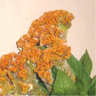 Celosie crete de coq orange