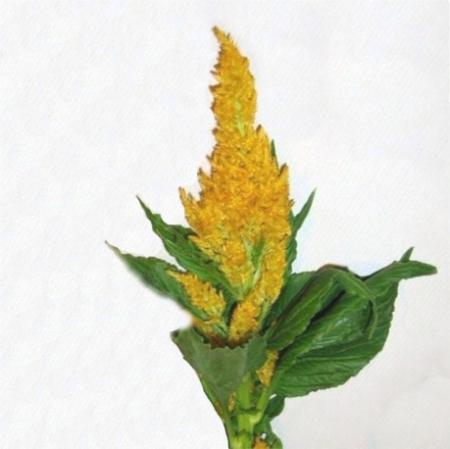 Celosie plumosus jaune