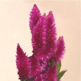 Celosie plumosus rose