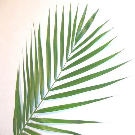 Chico palm