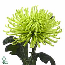 Chrisantheme anastasia green