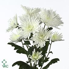 Chrisantheme anastasia blanc