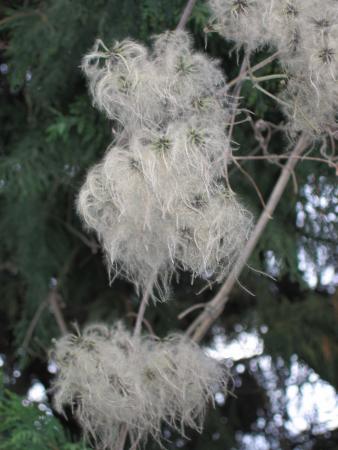 Clématite sauvage ou viorne