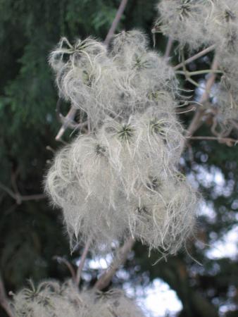 Clématite sauvage ou viorne 1 