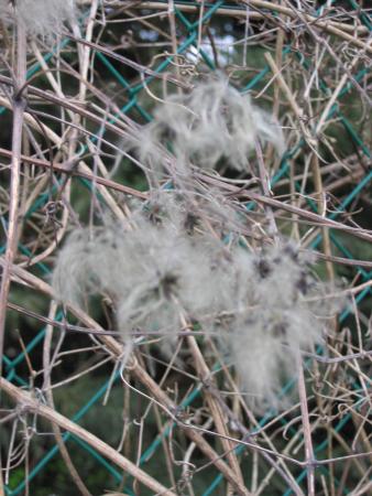 Clématite sauvage ou viorne 2 