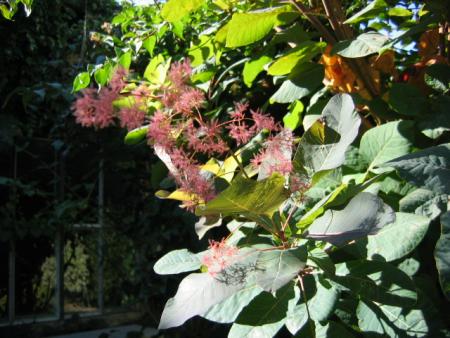 Cotinus