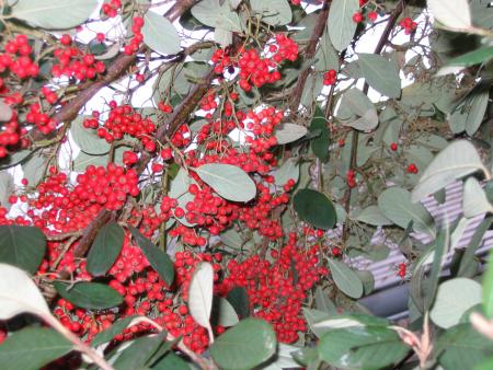 Cotoneaster baie