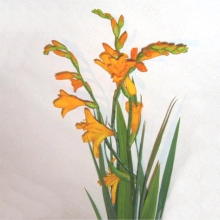 Crocosmia montbretia