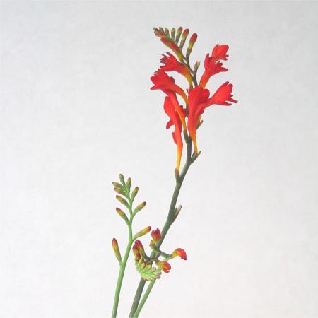 Crocosmia montbretia rouge