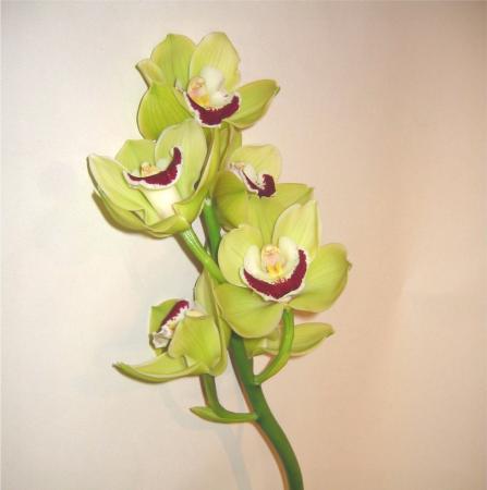 Cymbidium