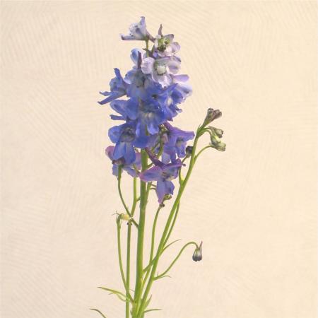 Delphinium