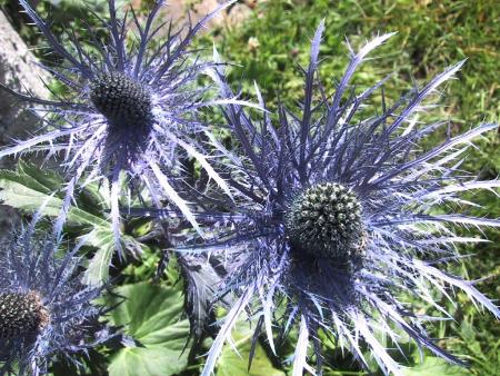 Eryngium