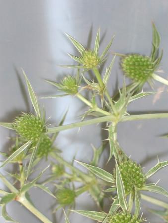 Eryngium 1 