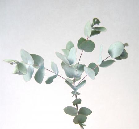 Eucalyptus