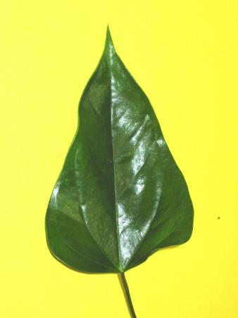 Feuille anthurium