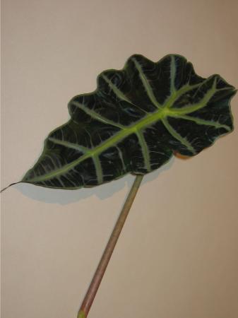 Feuille d alocasia