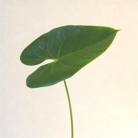 Feuille d anthurium