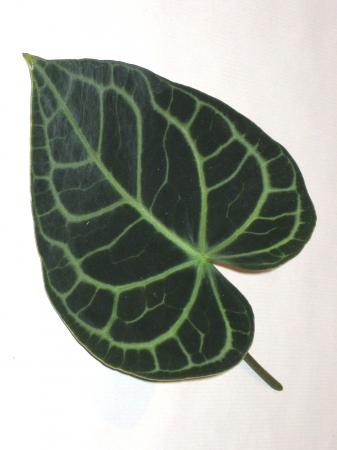 Feuille d anthurium 1 