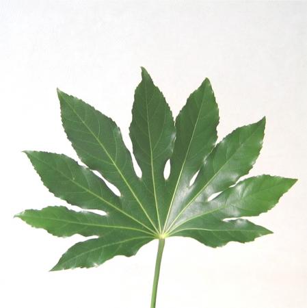 Feuille d aralia Feuille d aralia