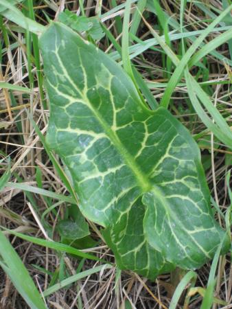 Feuille d arum