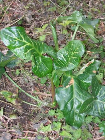 Feuille d arum 1 