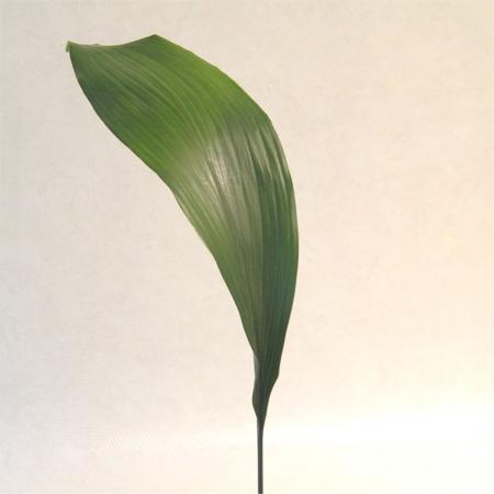 Feuille d aspidistra
