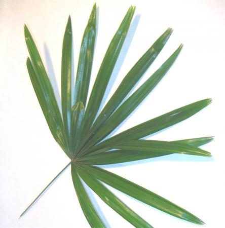 Feuille de chamaerops