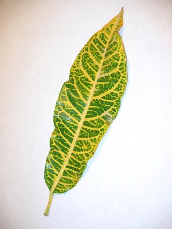 Feuille de croton