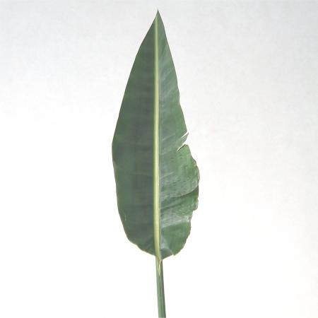 Feuille de strelitzia