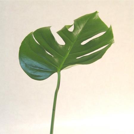 Feuille monstera