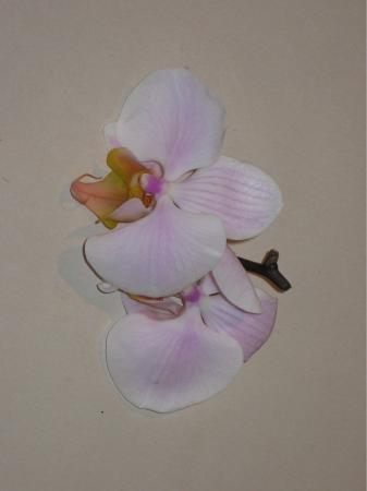 Fleurons de phalaenopsis