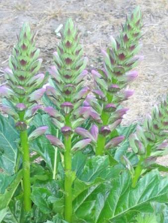 Fleurs d acanthe Fleurs d acanthe