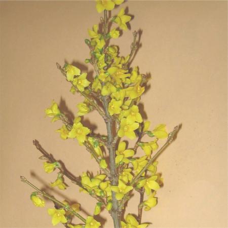 Forsythia