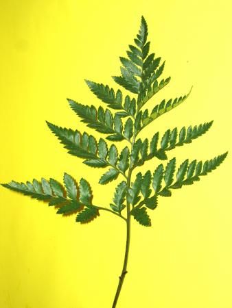 Fougère américaine