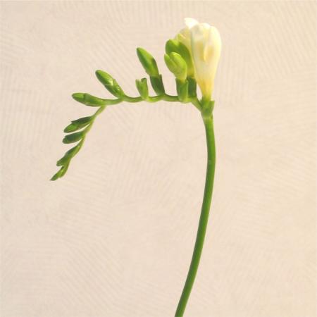 Freesia blanc