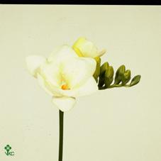 Freesia dubbel blanc