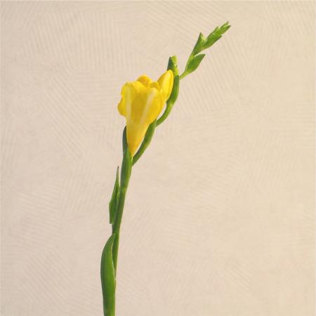 Freesia jaune