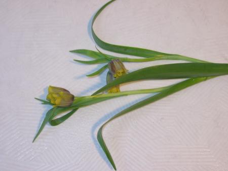 Fritillaire 1 