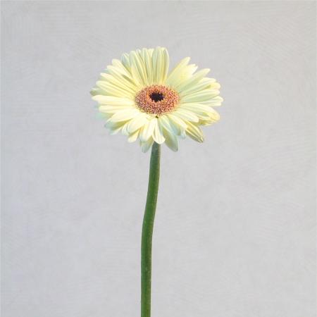 Gerbera