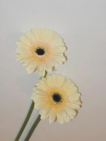 Gerbera creme
