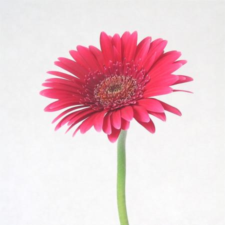 Gerbera fushia