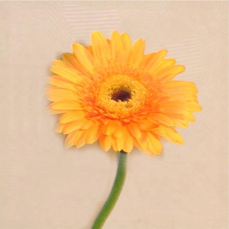 Gerbera orange
