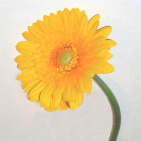 Gerbera orange 1 