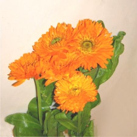 Gerbera orange 2 