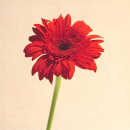 Gerbera rouge